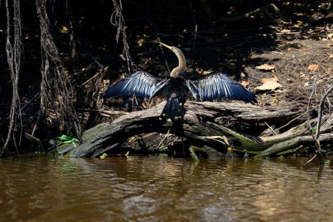 Anhinga