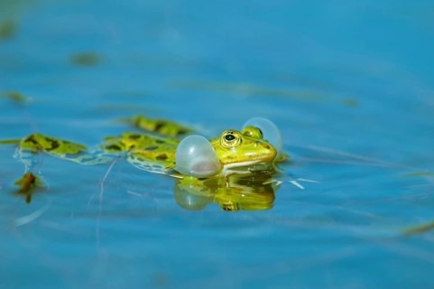 Marsh frog