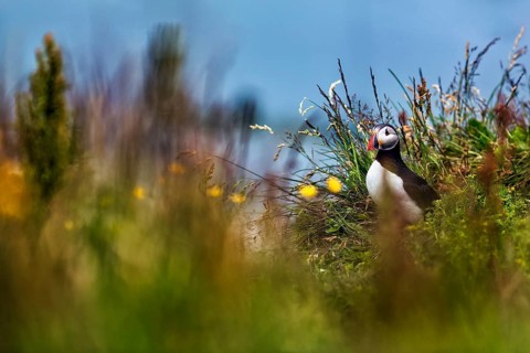 Single puffin