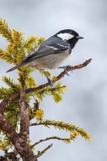 Coal tit