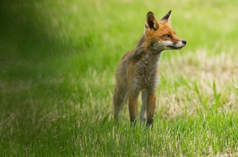 Red fox