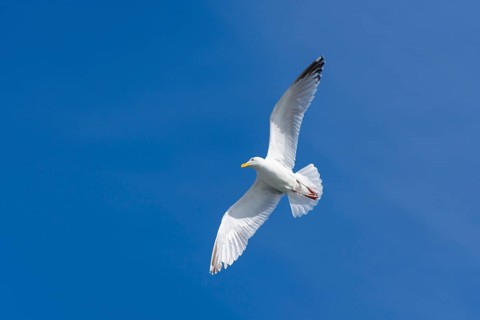 Silver gull in flight
