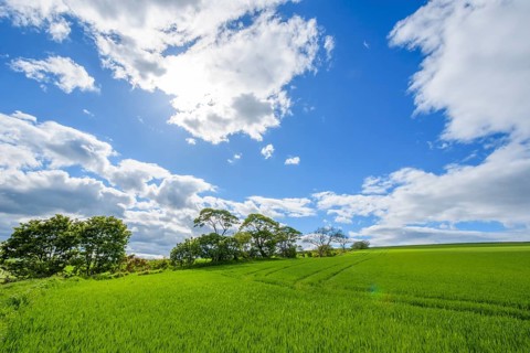 Countryside in spring