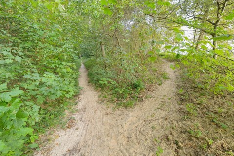 Forked forest path