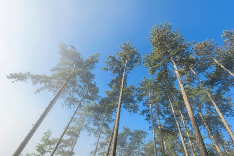 View in the tree tops of a pine forest in the morning with fog