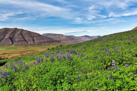 Blue flowering nootka lupins