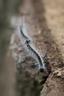 Oak processionary moth