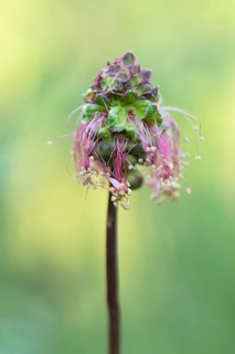 Salad burnet