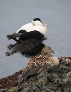 Common eider