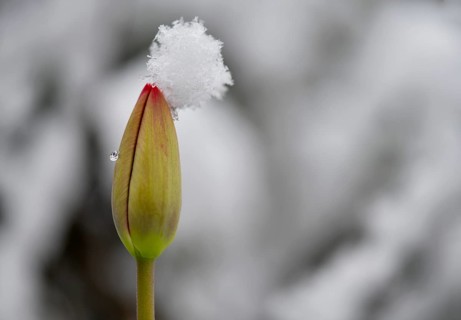 Bud of a tulip