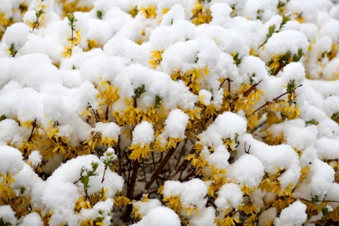 Forsythia