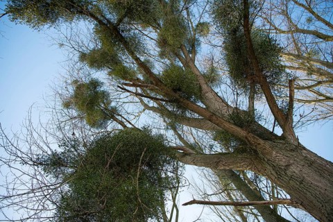 European mistletoe