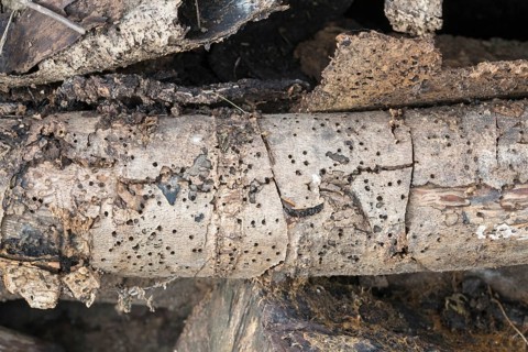 Deadwood pile as natural insect nesting aid