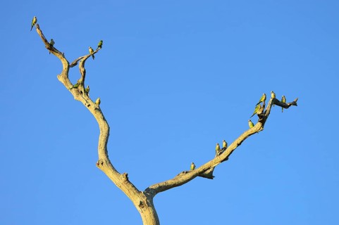 Monk parakeets