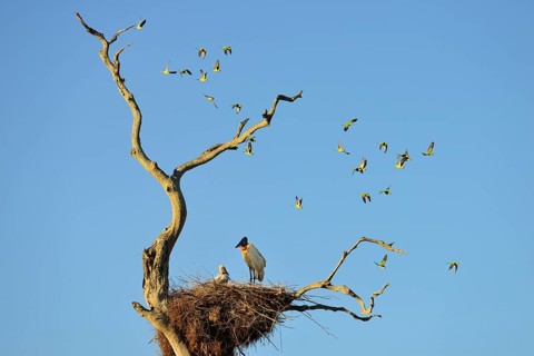 Jabiru