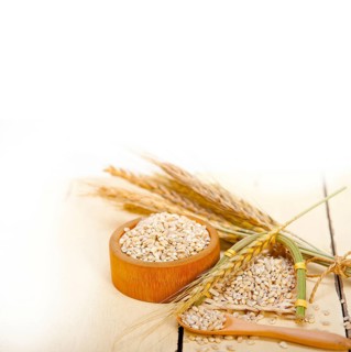 Organic barley grains over rustic wood table macro closeup