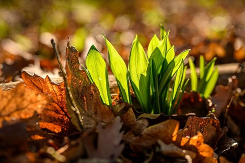 Fresh leaves of ramsons
