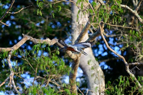Ringed kingfisher