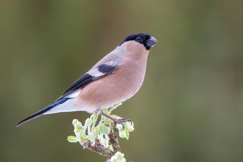 Bullfinch or eurasian bullfinch