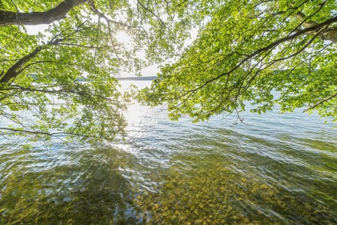Lakeside in summer