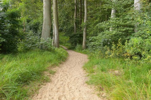 Forest path
