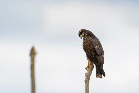 Snail kite