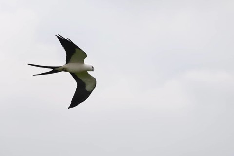 Swallow-tailed kite