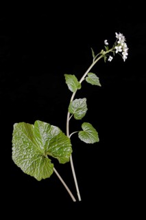 Leaf