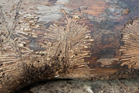Deadwood piles as natural insect nesting aid