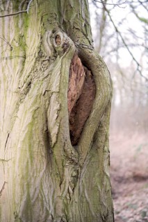 Mulm cavity in old tree