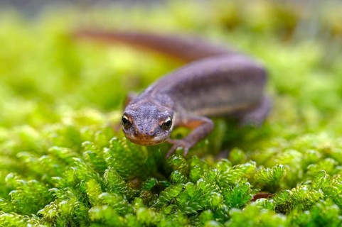 Common newt