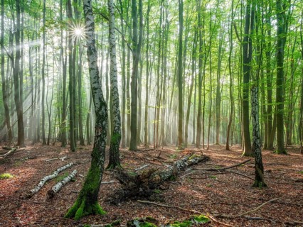 Light-flooded natural forest of beech and birch trees with deadwood