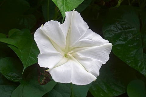 Tropical white