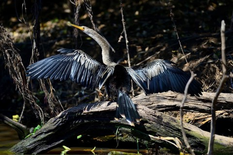 Anhinga
