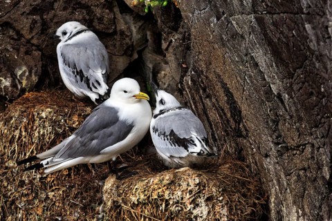 Kittiwake