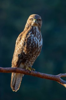 Steppe buzzard