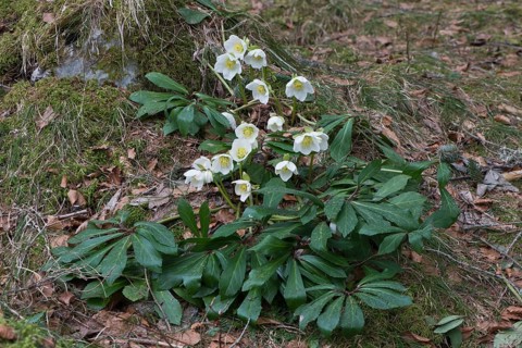 Helleborus niger