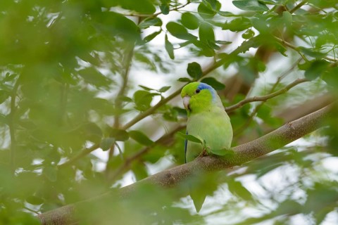 Pacific parrotlet