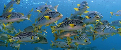 A school of Yellow Banded Sweetlips