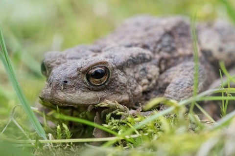 Common toad