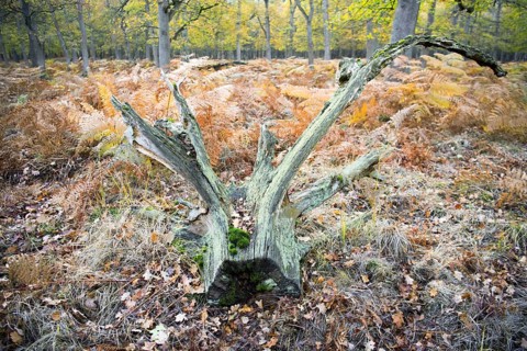 Deadwood structure in Diesfordter Wald