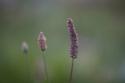 Ribwort plantain