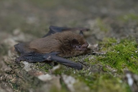 Common pipistrelle