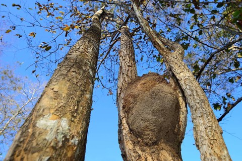 Ant nest in a branch fork
