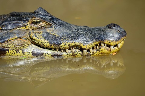 Swimming yacare caiman