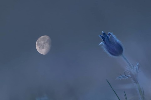Pasque flower