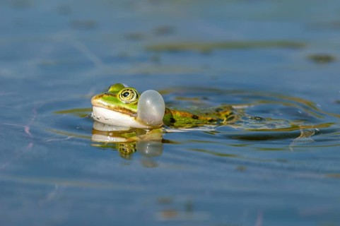 Marsh frog