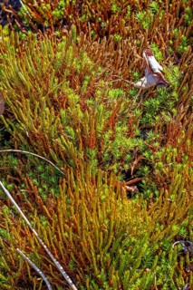 Peat mosses