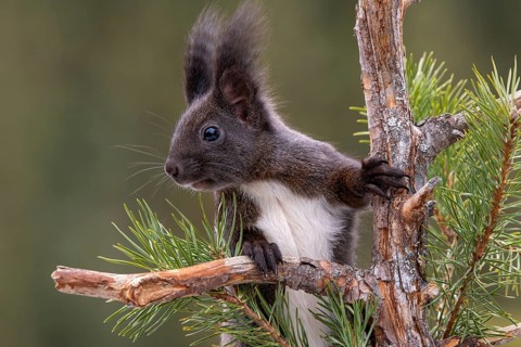 Eurasian red squirrel