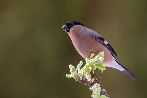 Bullfinch or eurasian bullfinch